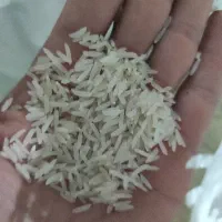 برنج فجر سوزنی امساله