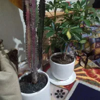 فروش دو عدد گل و گلدان