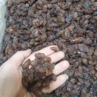 پخش کشمش علی