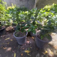 فروش‌‌گل‌‌سکاس‌ریز درشت .باباآدم.یاس‌هلندی.یوکا.‌|گل و گیاه طبیعی|رامسر, |دیوار