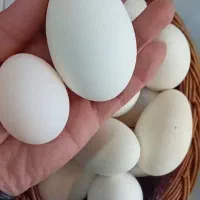تخم غاز