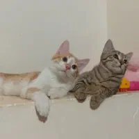 بچه گربه خانگی