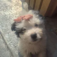 توله سگ ۳ ماهه قابل تعویض