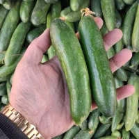 خیار محلی ۲۸ت و ۱۵ت|حراج|جهرم, |دیوار