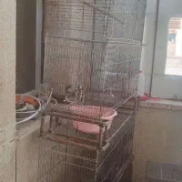 قفس یک متری در جم