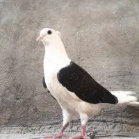 کبوتر گمشده هر کی گرفته بیاره