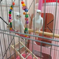 عروس هلندی جفت آلبینو