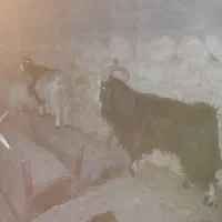 پاژن جوان وهشت راس میش