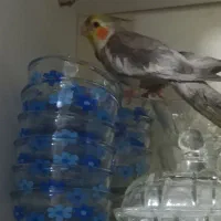 پرنده‌ی گمشده