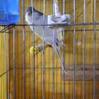 قناری نر شور رسمی بلند