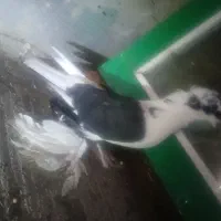 کبوتر