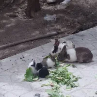 خرگوش بازیگوش