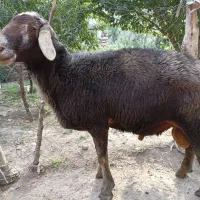 گوسفند نر (چال قوچ)