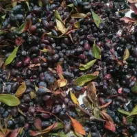 اول تِست کن بنوش آبمیوه زرشک آب انار طبیعی آلبالو|خوردنی و آشامیدنی|تهران, دردشت|دیوار