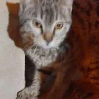 واگذاری بچه گربه