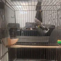 سهره ماده مست مست