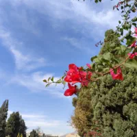 ویلایی-دوخوابه-دربست-تخلیه