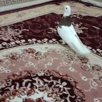 طوقی سرخ نر درشت مست مست|پرنده|رباطکریم, شترخوار|دیوار