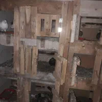 کبوتر|پرنده|رودسر, |دیوار