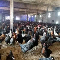 جوجه مرغ بومی جهادی گلپایگانی نیمچه تخم گذار۳ماهه