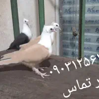 کفتر جوجه کربلای و دم سفید