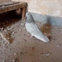 چندتا کبوتر درشادگان|پرنده|شادگان, |دیوار