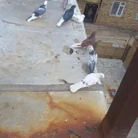 6تا کفتر عتیقه