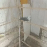 کبوتر|پرنده|رشت, چله خانه|دیوار