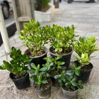 کراسولا یشم گیاه ثروت گل طبیعی