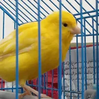 قناری ماده|پرنده|خرمشهر, |دیوار