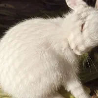 بچه خرگوش ۳۵روزه