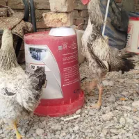 خروس دورگه 5ماهه