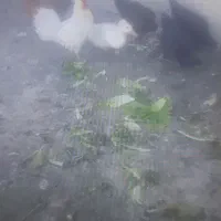 مرغ تخم گذاروخروس ب فروش می رسد