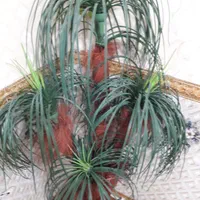 دکوری نخل