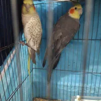 جفت عروس هلندی