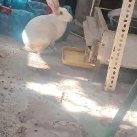 خرگوش