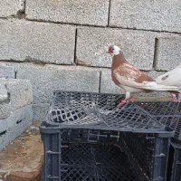 کفتر|پرنده|خمیر, |دیوار