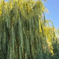 قطعه ویلایی در سعید آباد گلهای۲