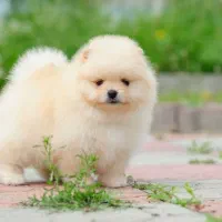 پامرانین و پودل اصیل و عروسکی|سگ|اصفهان, سیچان|دیوار