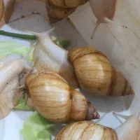 حلزون|خزنده|فسا, |دیوار