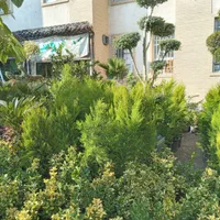 کاج لاوسون|گل و گیاه طبیعی|تهران, تهرانسر شرقی|دیوار