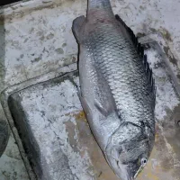 سربندر