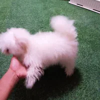 سگ پامر خرسی و پامر روباهی