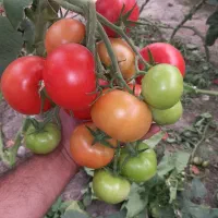 بذر گوجه|خدمات باغبانی و درختکاری|مشهد, وکیلآباد|دیوار