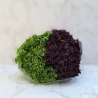 کاهو فرانسوی