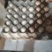 تخم مرغ گلین نطفه دار