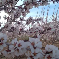 کود حیوانی وتیلر زدن