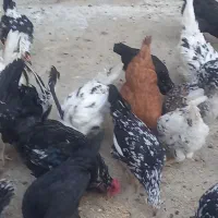 مرغ گلین ریشو|حیوانات مزرعه|اشترینان, |دیوار