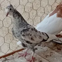  جیر|پرنده|قم, شاه سید علی|دیوار