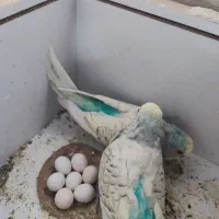 مرغ عشق|پرنده|ارس, |دیوار